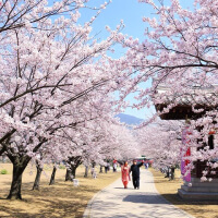 광양 매화축제